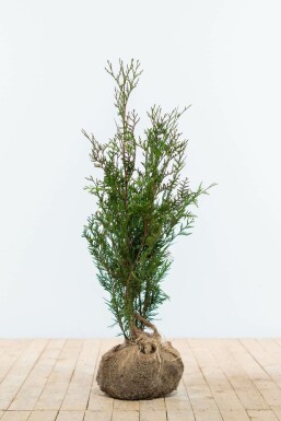 Lebensbaum / Thuja Plicata Atrovirens