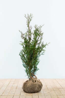 Lebensbaum Thuja occidentalis Atrovirens Hecke 60-80 Ballen Lebensbaum / Thuja Plicata Atrovirens 60-80 cm