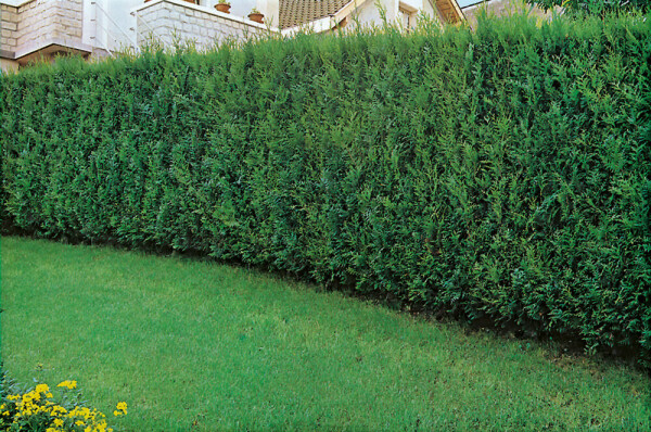 Lebensbaum Thuja occidentalis Atrovirens Hecke 60-80 Ballen Lebensbaum / Thuja Plicata Atrovirens 60-80 cm