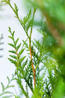 Lebensbaum / Thuja Plicata Atrovirens 100-125 cm