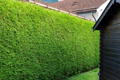 Lebensbaum / Thuja Occidentalis Brabant 60-80 cm