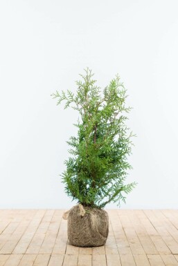 Lebensbaum / Thuja Occidentalis Brabant