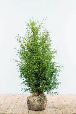 Lebensbaum Thuja occidentalis Brabant Hecke 80-100 Ballen