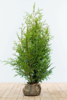 Lebensbaum / Thuja Occidentalis Brabant