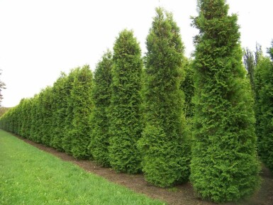 Lebensbaum Thuja occidentalis Brabant Hecke 100-120 Ballen