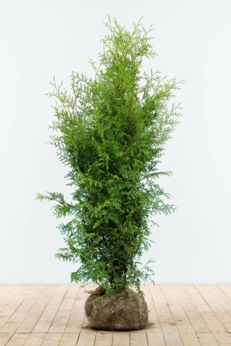 Lebensbaum Thuja occidentalis Brabant Hecke 120-140 Ballen