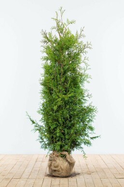 Lebensbaum Thuja occidentalis Brabant Hecke 140-160 Ballen