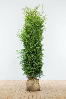 Lebensbaum / Thuja Occidentalis Brabant