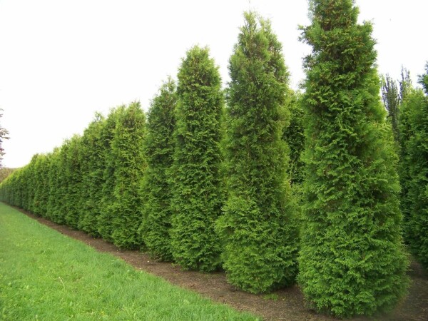Lebensbaum Thuja occidentalis Brabant Hecke 160-180 Ballen Lebensbaum / Thuja Occidentalis Brabant 160-180 cm