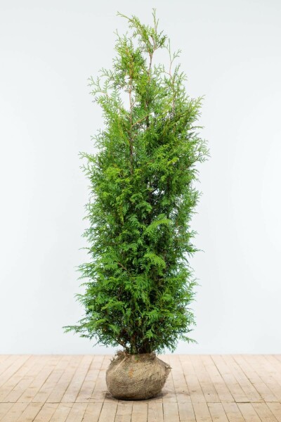 Lebensbaum / Thuja Occidentalis Brabant 180-200 cm