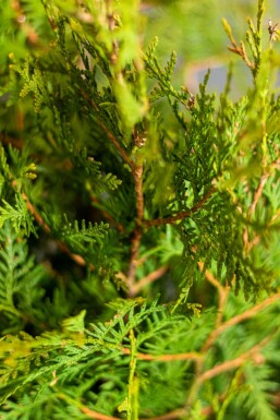 Lebensbaum / Thuja Occidentalis Brabant 180-200 cm