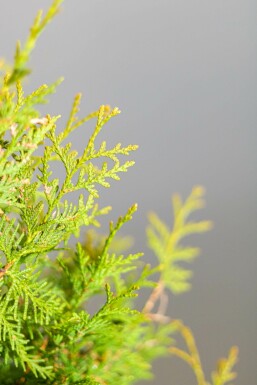 Lebensbaum / Thuja Occidentalis Brabant 180-200 cm