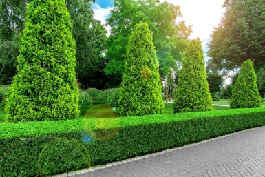 Lebensbaum / Thuja Occidentalis Brabant 180-200 cm