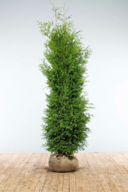 Lebensbaum / Thuja Occidentalis Brabant