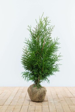 Lebensbaum / Thuja Plicata Excelsa 80-100 cm