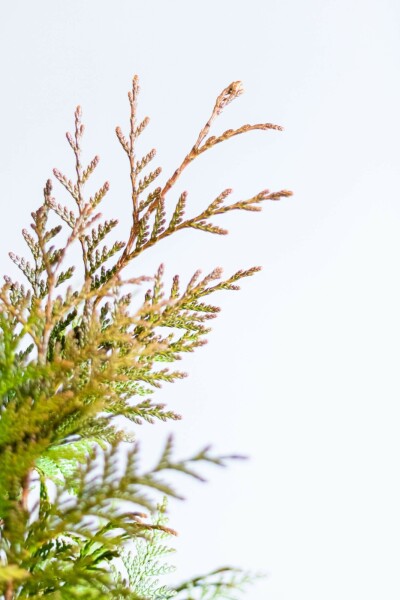 Lebensbaum / Thuja Plicata Excelsa 100-125 cm