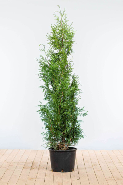 Lebensbaum / Thuja Plicata Excelsa 150-175 cm
