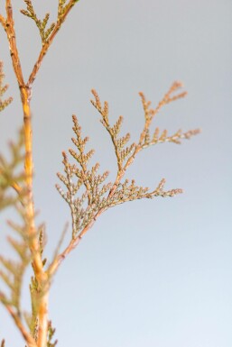 Lebensbaum / Thuja Plicata Excelsa 150-175 cm