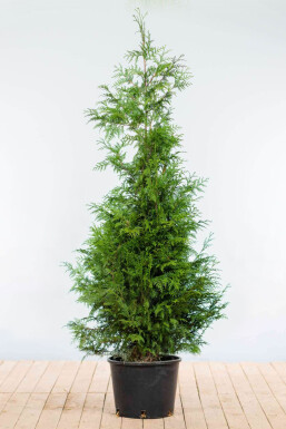 Lebensbaum / Thuja Plicata Excelsa 175-200 cm