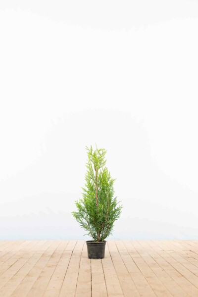 Lebensbaum / Thuja Plicata Martin 60-80 cm