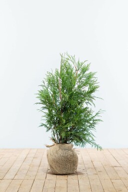 Lebensbaum / Thuja Plicata Martin