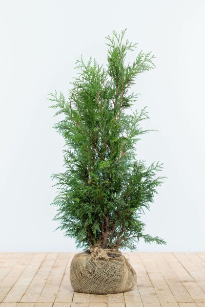 Lebensbaum / Thuja Plicata Martin 80-100 cm