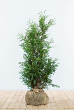 Lebensbaum Thuja occidentalis Martin Hecke 80-100 Ballen Lebensbaum / Thuja Plicata Martin 80-100 cm