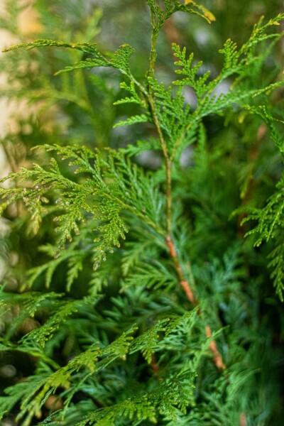 Lebensbaum Thuja occidentalis Martin Hecke 80-100 Ballen Lebensbaum / Thuja Plicata Martin 80-100 cm