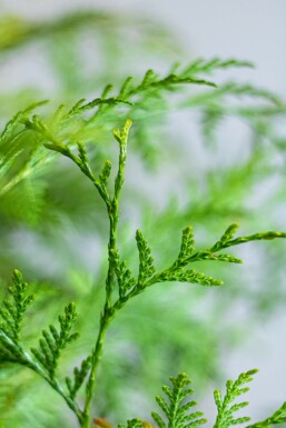 Lebensbaum / Thuja Plicata Martin 80-100 cm
