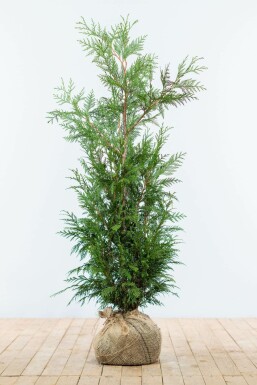 Lebensbaum Thuja occidentalis Martin Hecke 100-125 Ballen Lebensbaum / Thuja Plicata Martin 100-125 cm