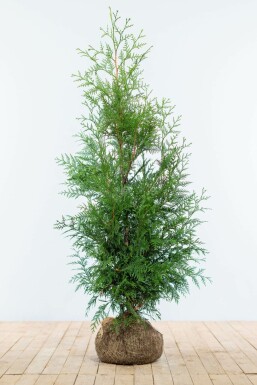 Lebensbaum Thuja occidentalis Martin Hecke 125-150 Ballen Lebensbaum / Thuja Plicata Martin 125-150 cm
