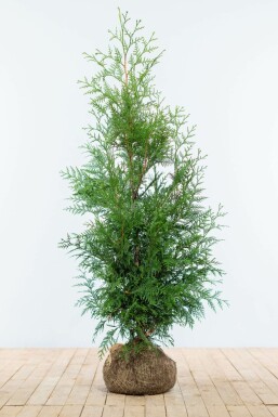 Lebensbaum Thuja occidentalis Martin Hecke 125-150 Ballen