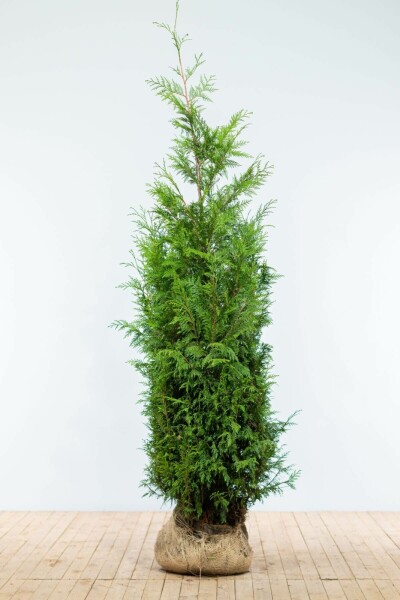Lebensbaum / Thuja Plicata Martin 175-200 cm