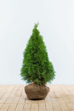 Lebensbaum Thuja occidentalis Smaragd Hecke 60-80 Ballen Lebensbaum / Thuja Occidentalis Smaragd 60-80 cm