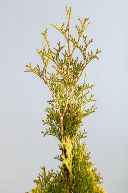 Lebensbaum Thuja occidentalis Smaragd Hecke 60-80 Ballen