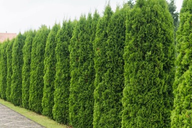 Lebensbaum Thuja occidentalis Smaragd Hecke 80-100 Ballen