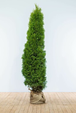 Lebensbaum Thuja occidentalis Smaragd Hecke 180-200 Ballen