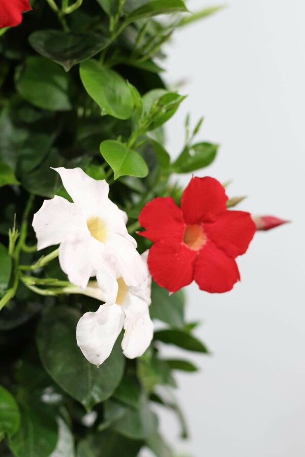 Mandevilla Mandevilla Sanderi Ampel 35-40 Topf Dipladenia / Mandevilla Hängetopf 35-40 cm