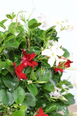 Mandevilla Mandevilla Sanderi Ampel 35-40 Topf