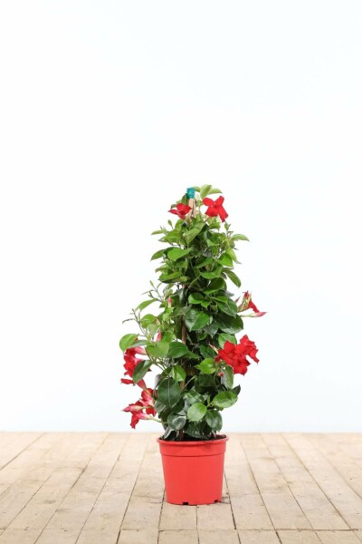 Mandevilla Mandevilla Sanderi Pyramide 60-70 Topf Dipladenia / Mandevilla Pyramide 60-70 cm