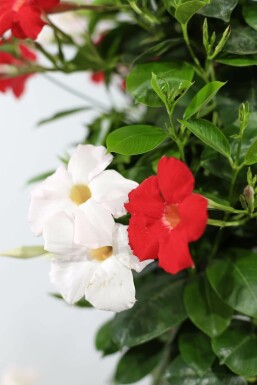 Mandevilla Mandevilla Sanderi Pyramide 100-120 Topf