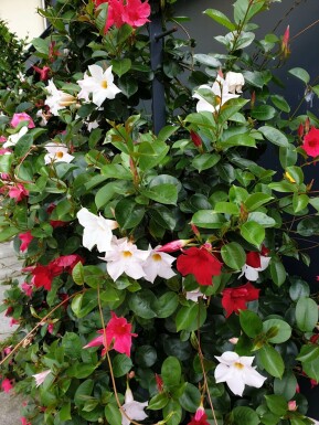 Mandevilla Mandevilla Sanderi Pyramide 100-120 Topf