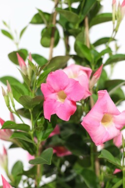 Mandevilla Mandevilla Sanderi Pyramide 60-70 Topf