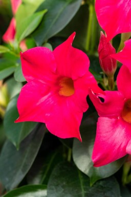 Dipladenia / Mandevilla Pyramide 60-70 cm