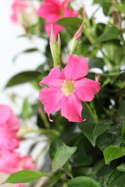 Mandevilla Mandevilla Sanderi Pyramide 80-100 Topf