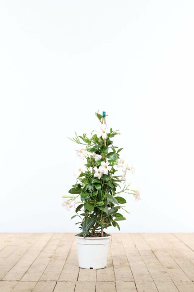 Mandevilla Mandevilla Sanderi Pyramide 35-40 Topf Dipladenia / Mandevilla Pyramide 35-40 cm