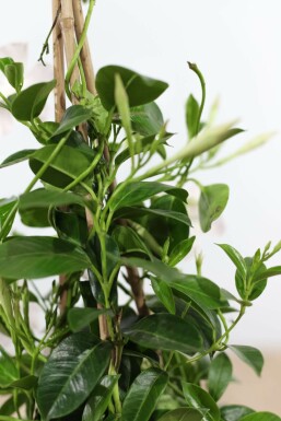 Mandevilla Mandevilla Sanderi Pyramide 35-40 Topf Dipladenia / Mandevilla Pyramide 35-40 cm