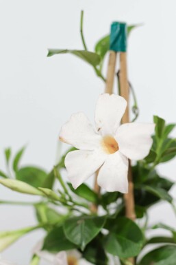 Mandevilla Mandevilla Sanderi Pyramide 35-40 Topf Dipladenia / Mandevilla Pyramide 35-40 cm