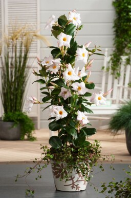 Mandevilla Mandevilla Sanderi Pyramide 60-70 Topf Dipladenia / Mandevilla Pyramide 60-70 cm
