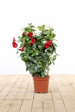 Mandevilla Mandevilla Sanderi Gitter 35-40 Topf